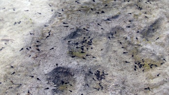 Scientists in Argentina unearth oldest tadpole fossil ever discovered