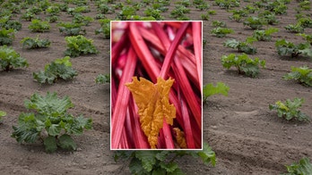 Health benefits of rhubarb and how to uniquely include the vegetable in your diet, as shared by an expert