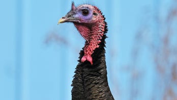 Man who drove thousands of miles to rescue turkeys from Thanksgiving dinner invites Americans to adopt one