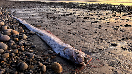 'Doomsday fish,' rumored to bring bad omens, washes ashore in popular surf town