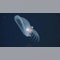 New glowing species of sea slug that inhabits ocean's deep sea 'midnight zone' discovered
