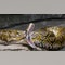A look at the world's longest snake which measures over 32 feet, a record-breaking slithering serpent
