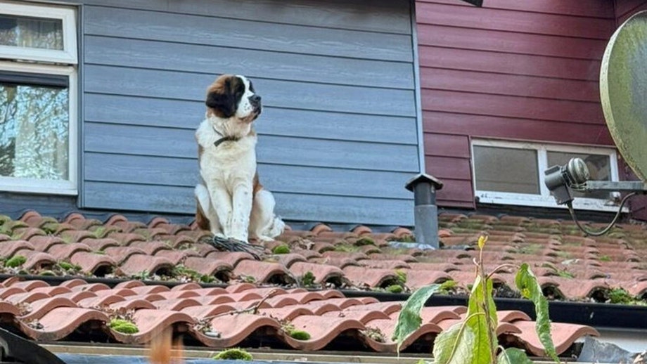 St. Bernard dog escapes from home, winds up out on roof