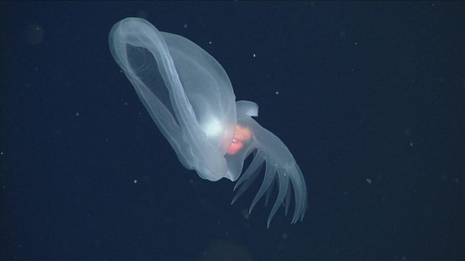 New glowing species of sea slug that inhabits ocean’s deep sea ‘midnight zone’ discovered