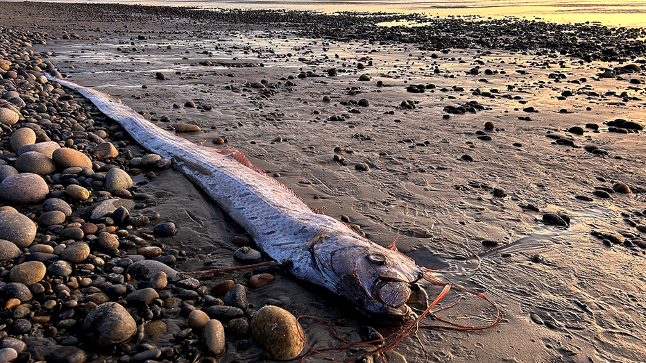 ‘Doomsday fish,’ rumored to bring bad omens, washes ashore in popular surf town