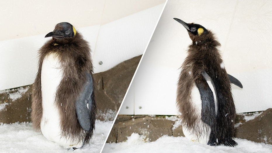 Social media sensation Pesto the penguin chick begins molting baby feathers, enters 'awkward teen' phase