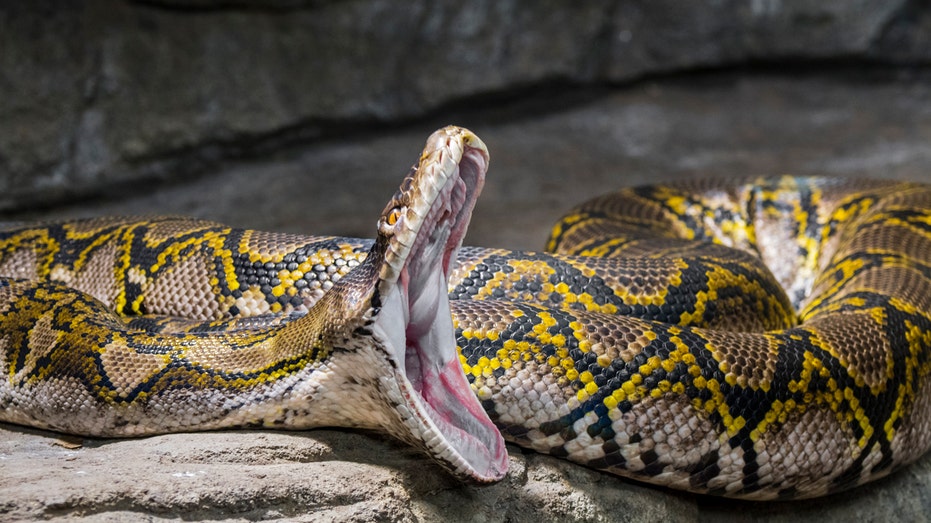 A look at the world’s longest snake which measures over 32 feet, a record-breaking slithering serpent