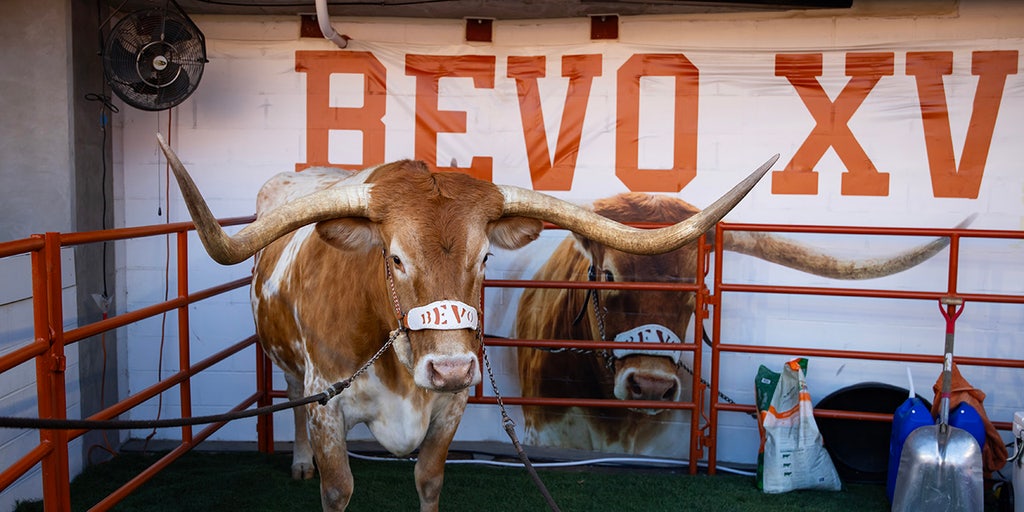 Mascote de futebol do Texas, Bevo, proibido de estar à beira do campo no próximo jogo do CFP, dizem