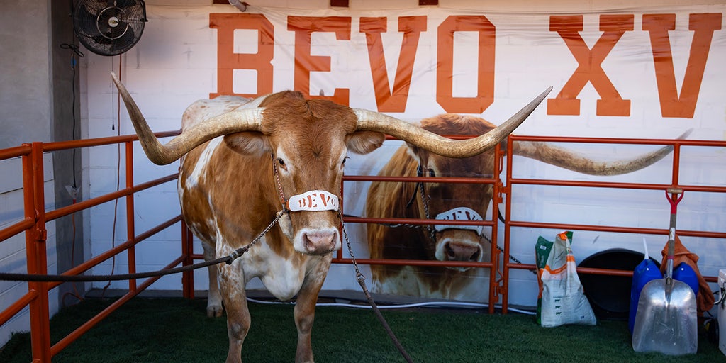 Texas football mascot Bevo barred from sidelines of upcoming CFP game, organizers say