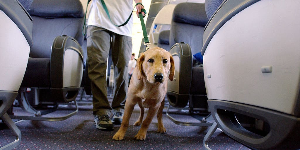 Traveler says dog barked 'nonstop' on 8-hour flight, sparking debate