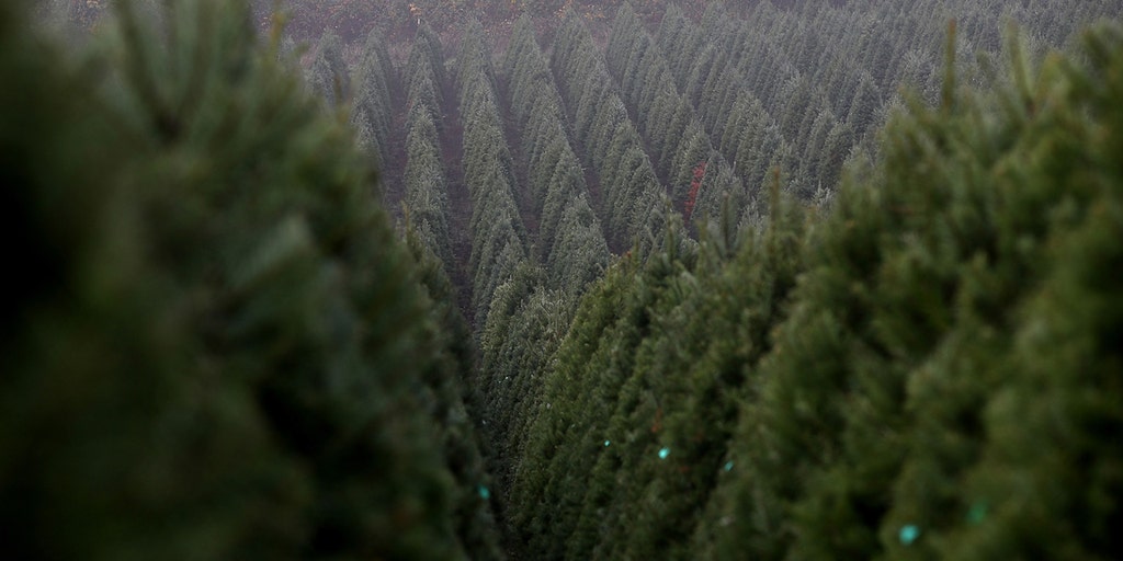 A maior fazenda de árvores de Natal do mundo, em Oregon, vende quase 1 milhão de árvores anualmente.