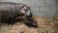 The newborn pygmy hippopotamus (right) was the third cub born to mom Iris (left) and father Corwin. - Fox News
