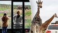 New Year, new adventure as travelers can sleep near wild animals while visiting safari park - Fox News