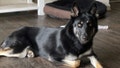 This photo provided by Brooke Comer on Friday, Dec. 27, 2024, shows Athena, a 4-year-old German shepherd and husky mix, who returned home to her Florida family in the middle of the night on Christmas Eve 2024 by ringing the doorbell, ending a more than weeklong mass search among her community. - Fox News