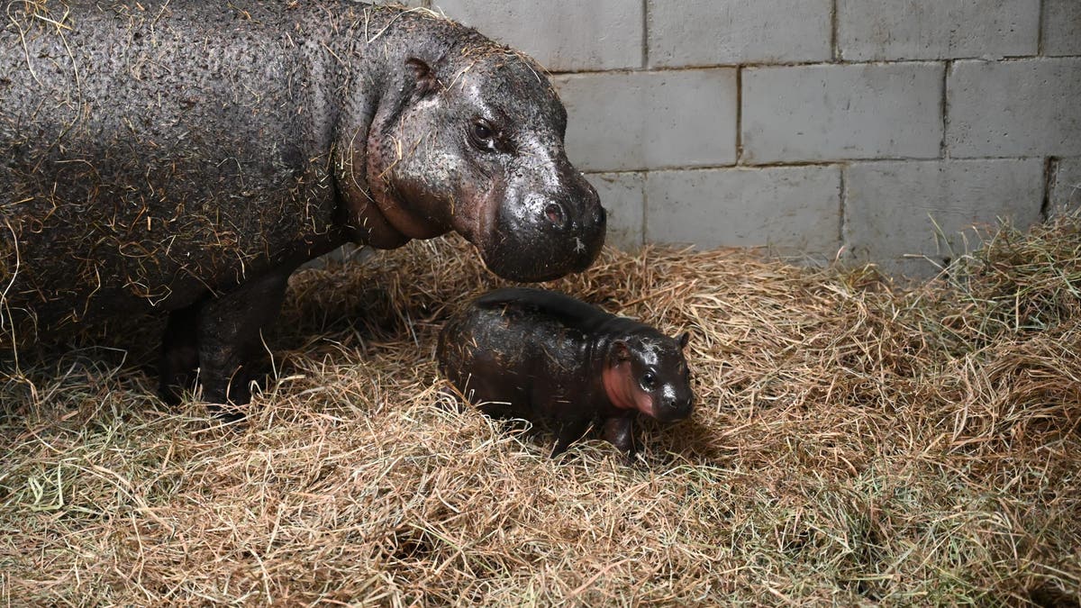 Baby hippopotamus and its mother.