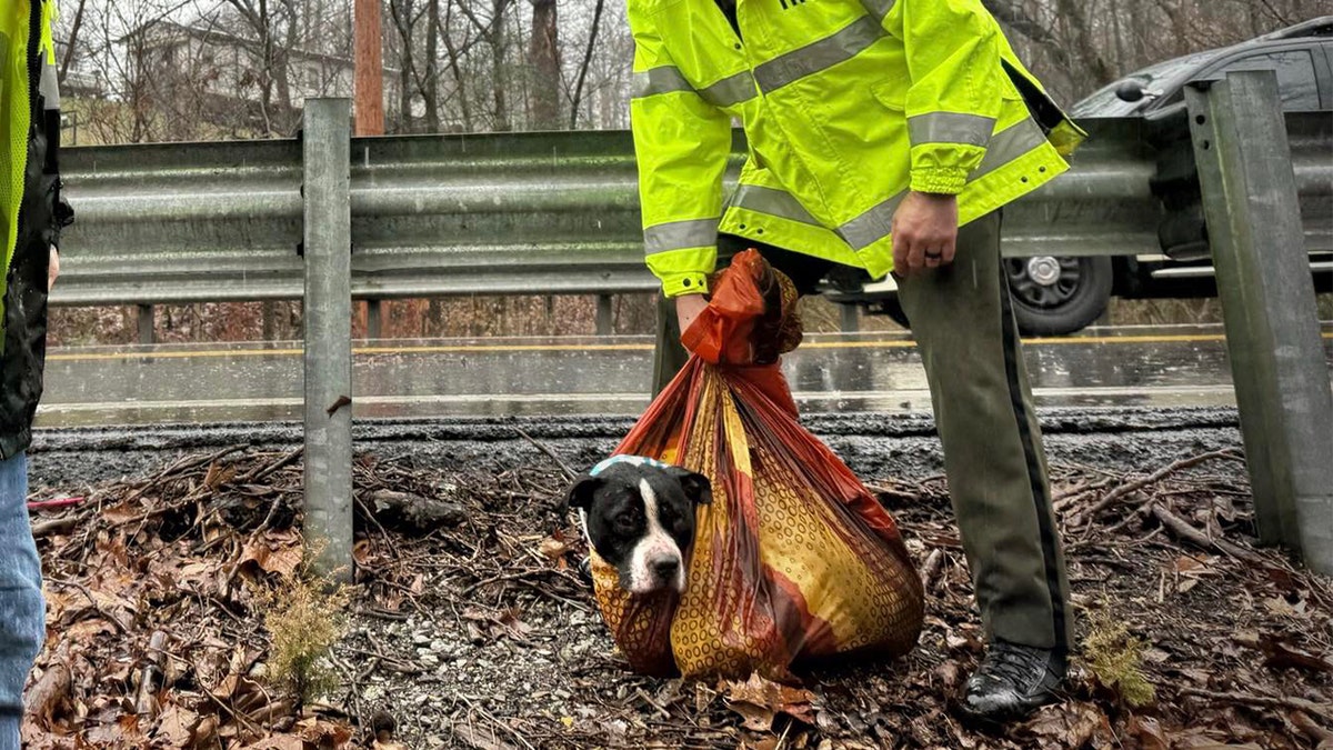 The dog was rescued from the ravine