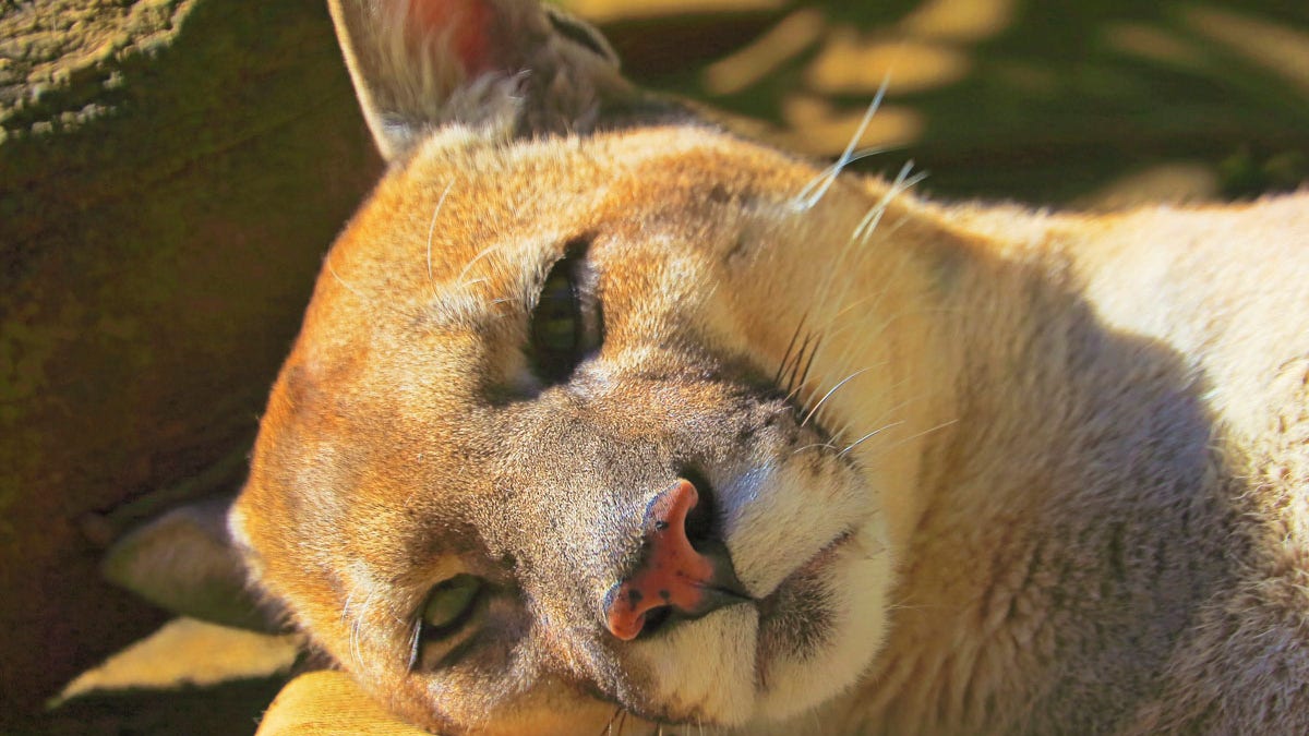 Cougar laying down