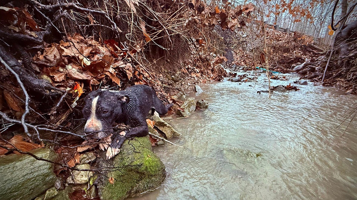 A dog is stuck in a Tennessee ravine