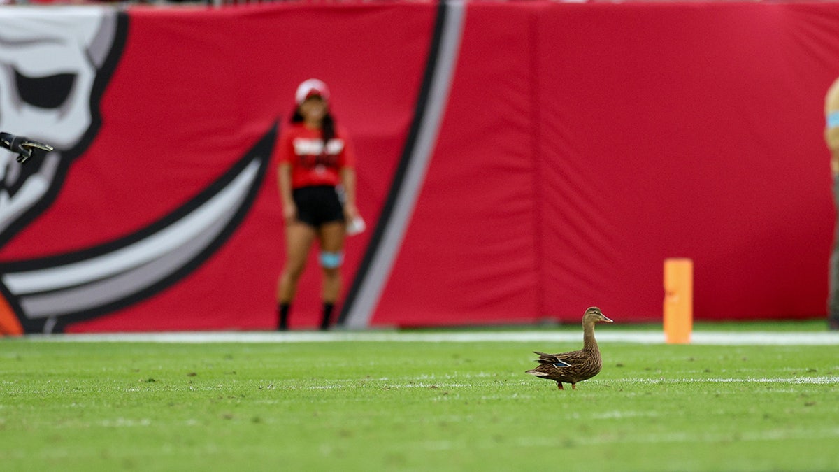 Enlarged image of a duck