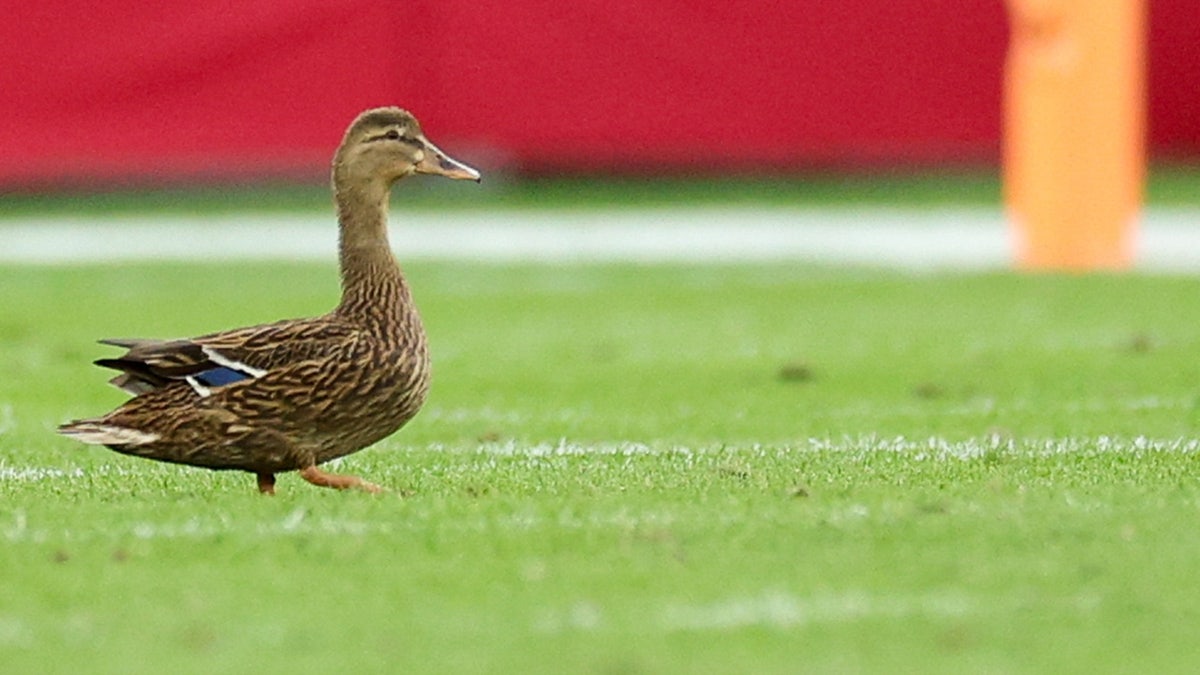 A duck on the field