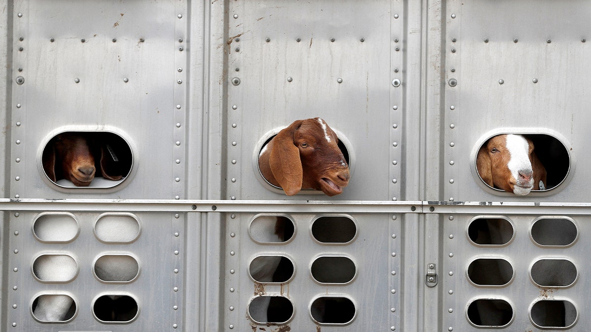 Kambing tiba di trailer untuk pertunjukan ternak