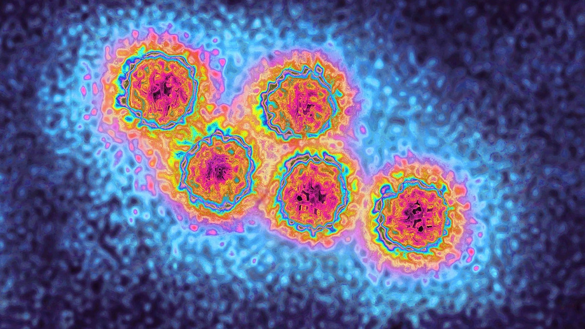 El filamento de la hepatitis A al microscopio.