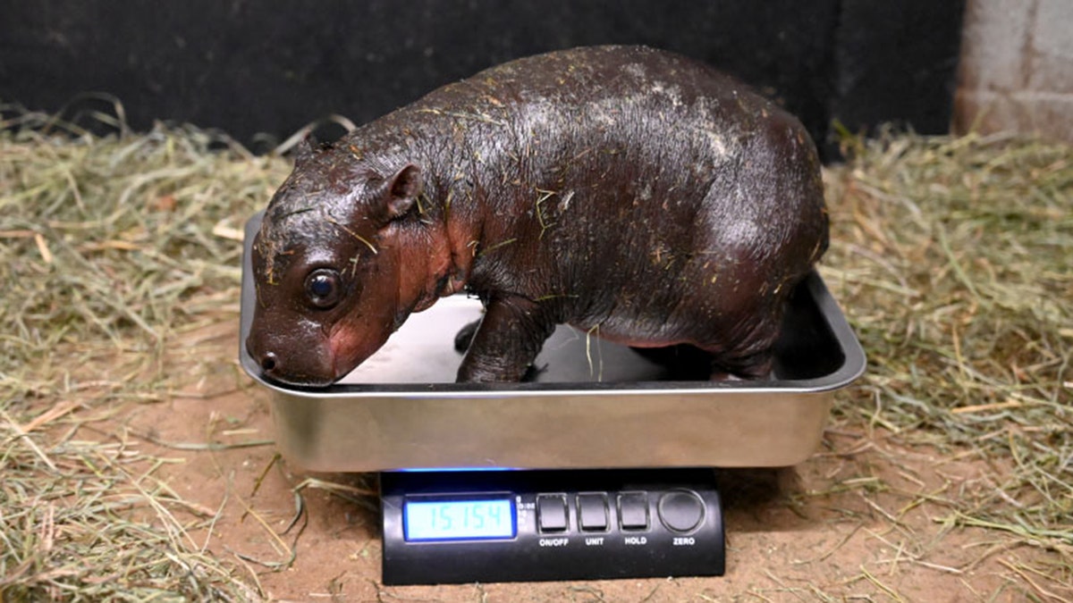 Widespread pygmy hippopotamus baby.