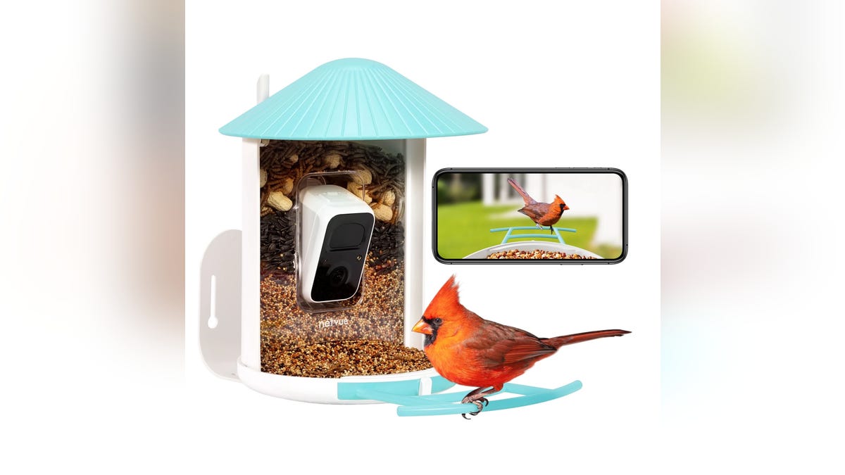 Watch the birds in your garden with this camera.