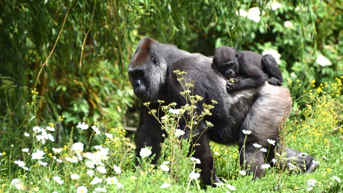 A mature western lowland gorilla carrying her baby on her back