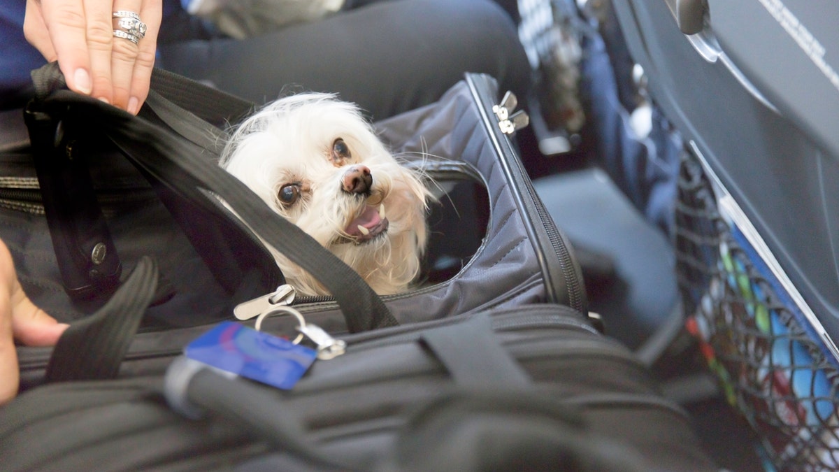 Airline Passenger's Nightmare Cramped Next to Giant Dog on Flight! S