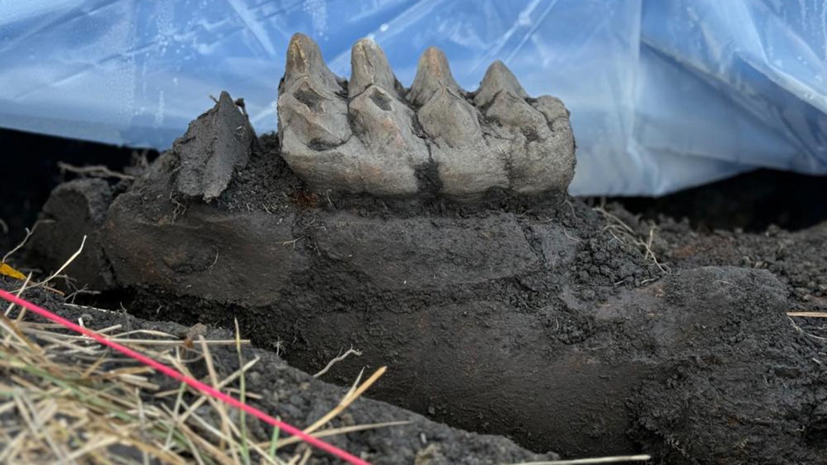 Mastodon tooth