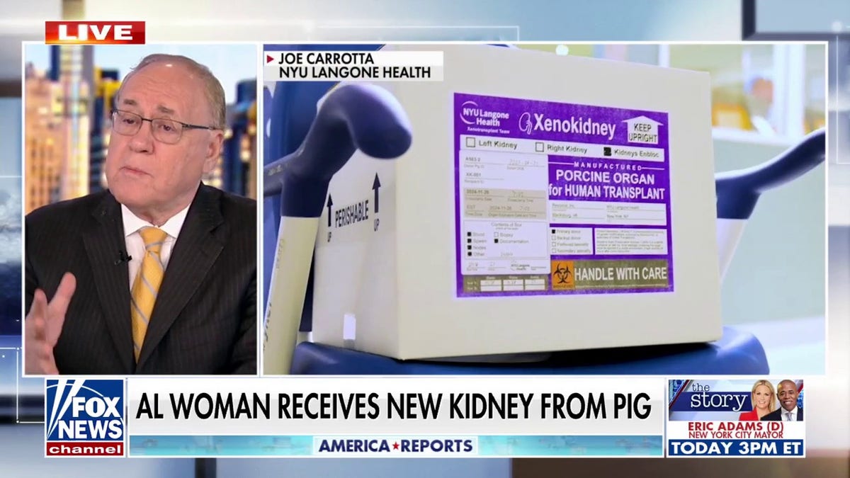 Dr. Marc Siegel joins 'America Reports' to discuss NYU Langone's successful pig kidney transplant.