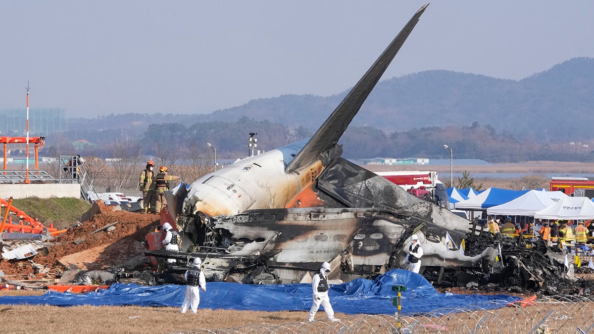 bird strike south korean plane