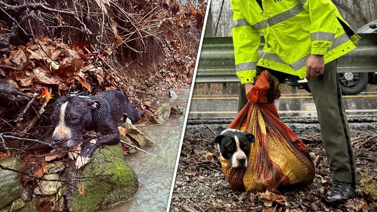 Tennessee agencias se unen para rescatar a un perro herido de un barranco:  vídeo | Fox News