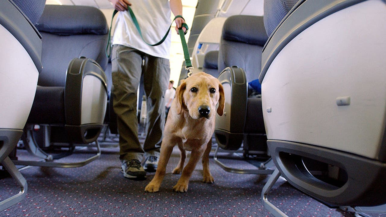 Traveling With a Large Dog on a Plane: Essential Tips for Stress-Free Flights