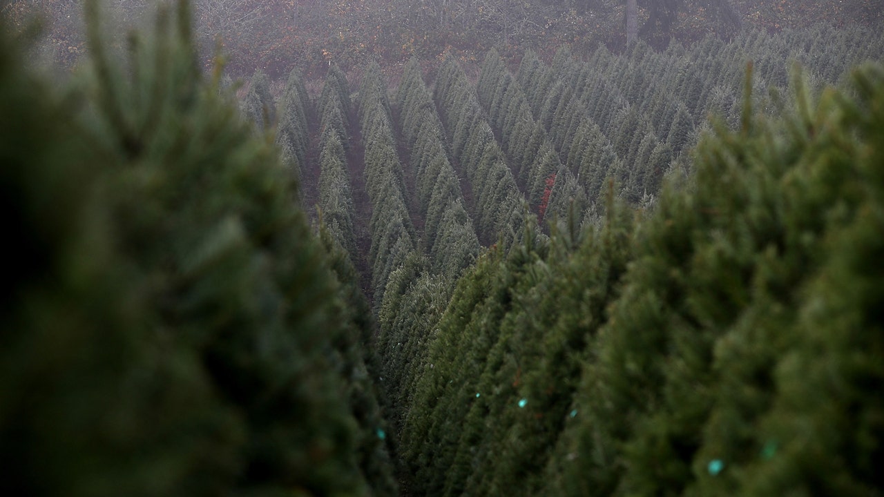 Oregon Tree Farm” Oregon produces more Christmas trees than any other US state