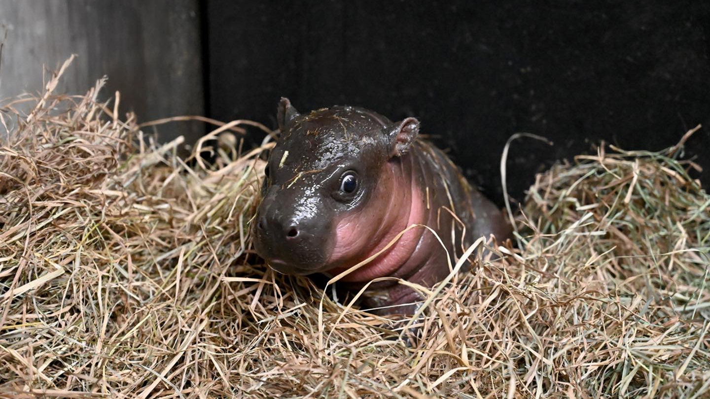Zoo in Virginia launches ballot to call new child pygmy hippopotamus calf