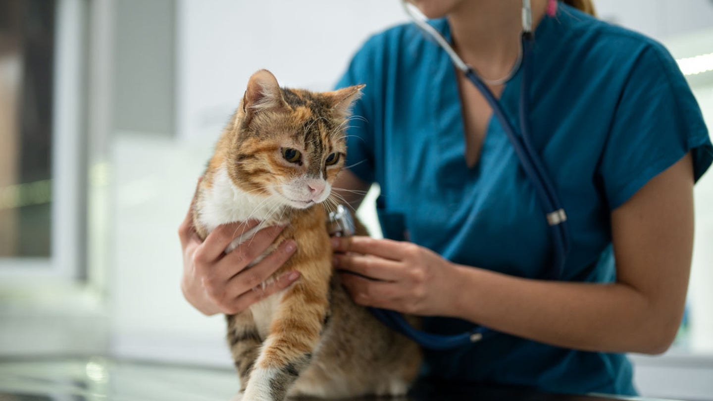 cat at vet