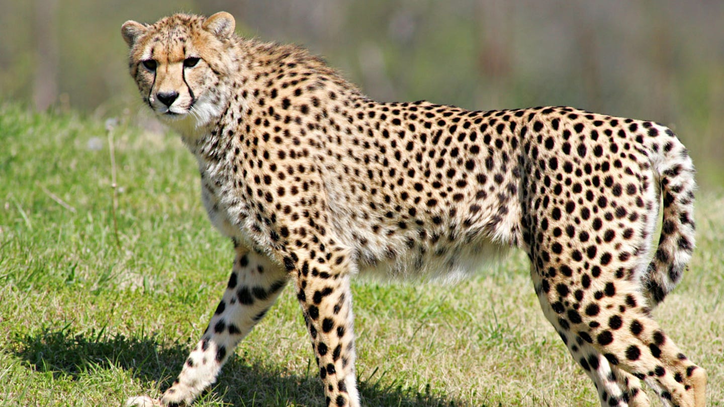 cheetah at zoo