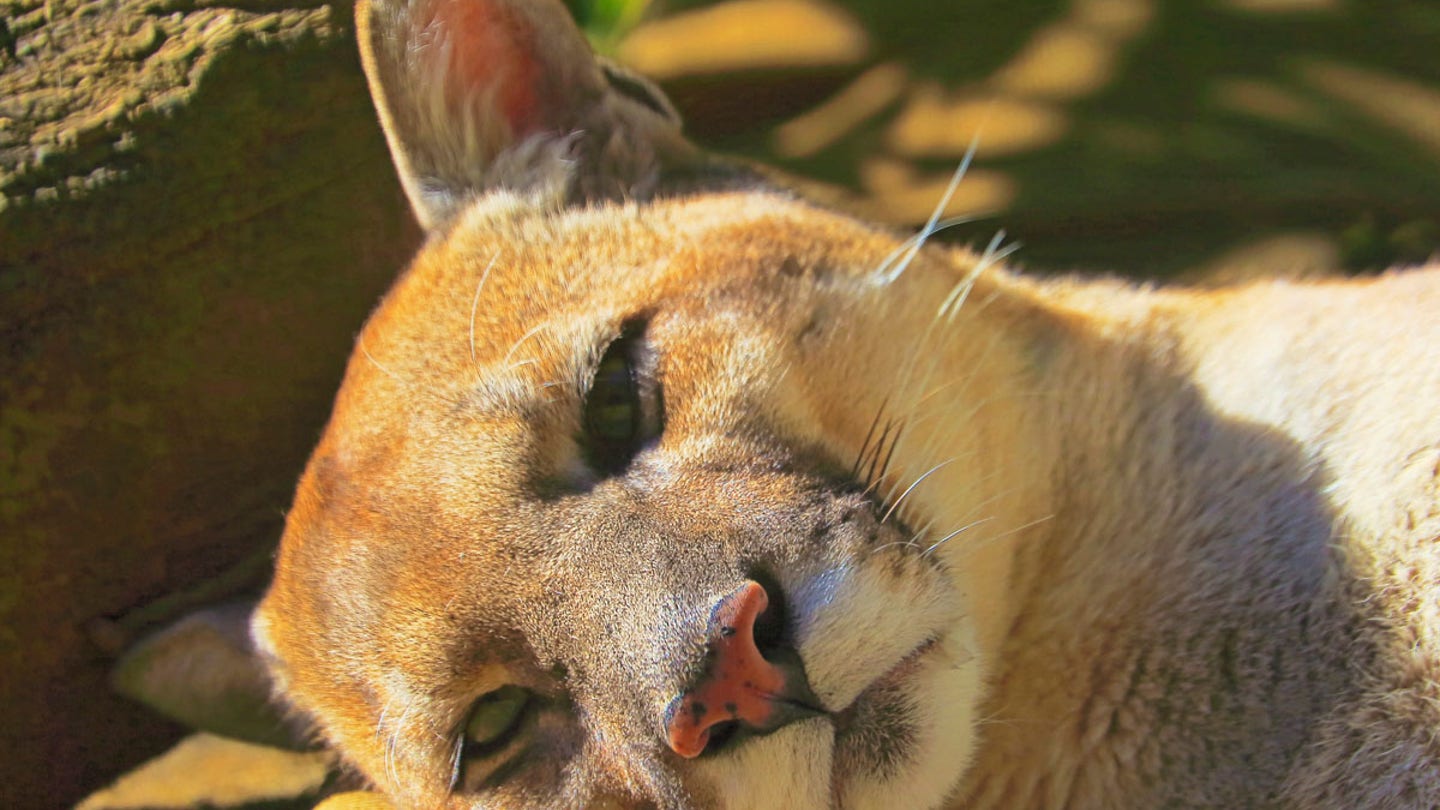 cougar laying down