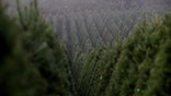 Christmas trees lined up on Holiday Tree Farm in Oregon