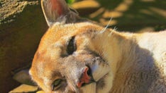 Bird flu causes deaths of cats and zoo animals as virus spreads in US