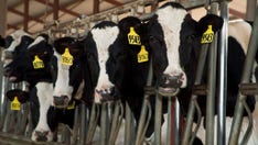 Six dead in dairy accident in rural Colorado plains area, OSHA investigating