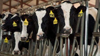 Six dead in dairy accident in rural Colorado plains area, OSHA investigating