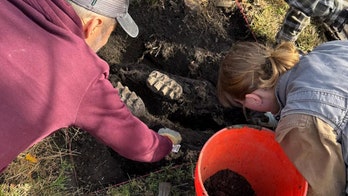 Complete mastodon jaw found in New York homeowner's backyard: 'Remarkable discovery'