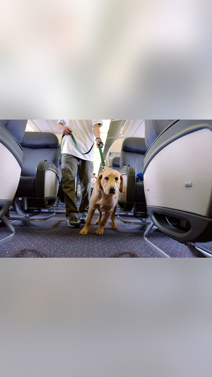 Can Larger Dogs Travel in Cabin for Flights: Ultimate Guide 2025
