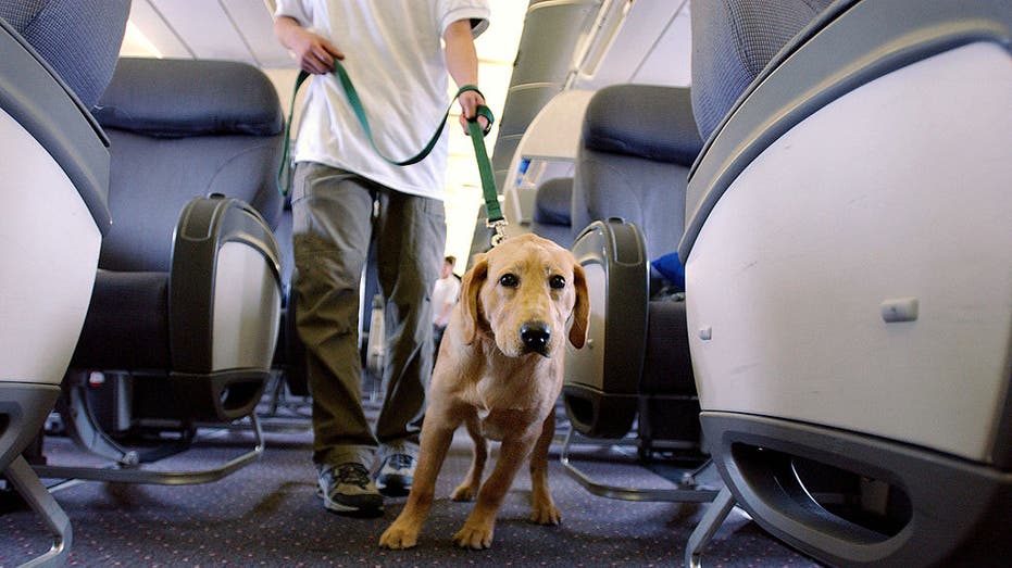 Airline passenger sparks debate after being seated near massive dog on plane: 'Couldn't move'