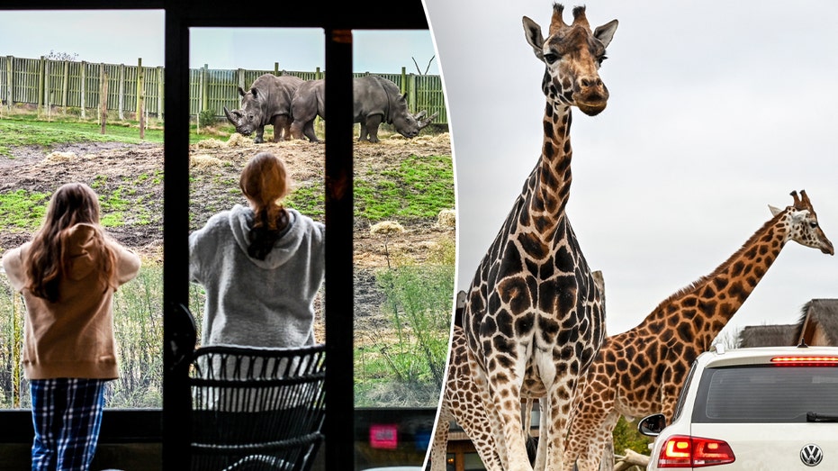 New Year, new adventure as travelers can sleep near wild animals while visiting safari park