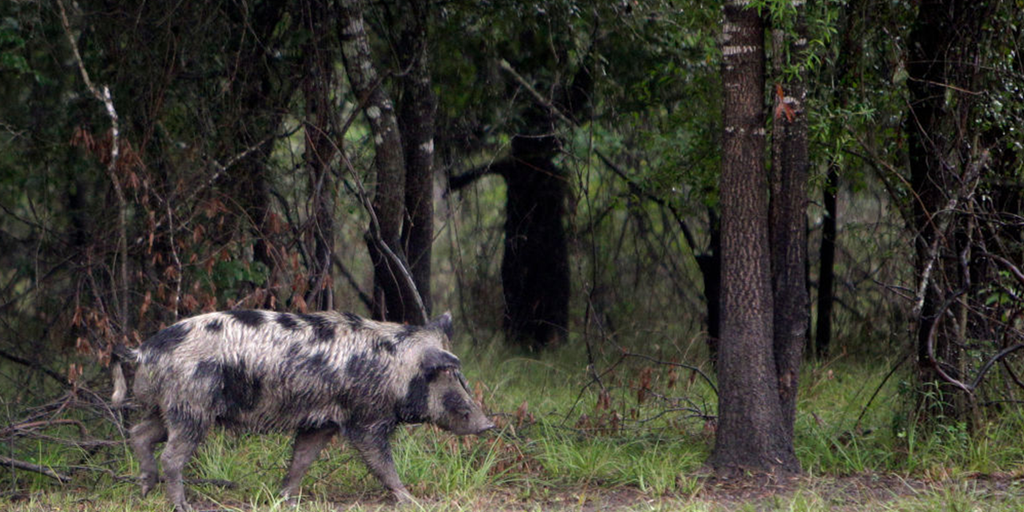 Feral hogs terrorizing Texas town, infuriating locals: 'I can't go out there and start blasting'