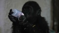 Zeytin, a 5-month-old male gorilla infant who was rescued at Istanbul Airport, drinks milk in a specially created section of a zoo, in Istanbul, Turkey, Sunday, Jan. 12, 2025. - Fox News